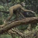 ■ 인류 조상, 440만년전까지 침팬지처럼 나무탔다. 이미지