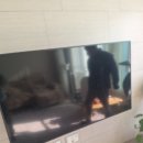 두미포로2 이미지