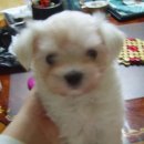 피플앤 퍼피 이미지