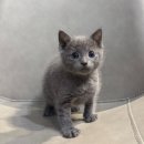 가정 | 러시안블루가정분양 후기 I 집사님들이 만족하는 이유!