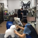 펫홀릭더라이프