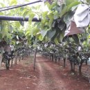 장기농장 이미지