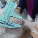 VIP 반려동물 암센터 이미지