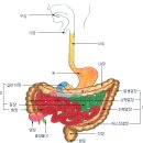 장루- 소화기관 및 배뇨기관의 구조 이미지