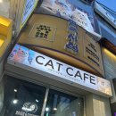 고양이사랑채 | [서울 명동] 데이트 코스 추천, 신상 고양이 카페 &#39;고양이 사랑채&#39; 내돈내산 후기!