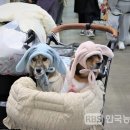 (주) 트렌드펫 이미지