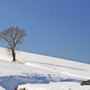 나무한그루 이미지