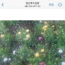 꽃조아 이미지