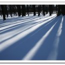 아침에 새소리 이미지