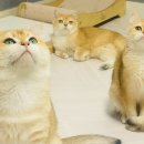 고양이날다 이미지