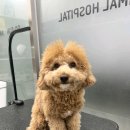 고은동물병원 | [고은동물병원] 털복숭이에서 심쿵 곰돌이로! 🐩 푸들 미용 전후 후기