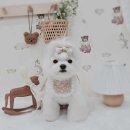 삐삐앤몽 이미지