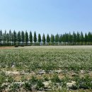 예산-51 | 충남 예산 제51회 윤봉길평화축제 직접 방문후기 (4/27-28)