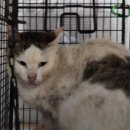 제주오름동물병원 이미지