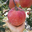 하늘재농장 이미지