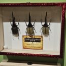 여주곤충박물관 이미지