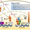 TPL2가 PPARδ와 상호작용하여 GC(위암) 조직에 미치는 영향에 관한 연구 이미지