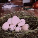 청리농장 이미지