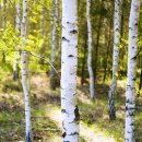 자작나무한의원 이미지