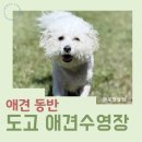 에덴파크 | 도고 에덴도그파크 애견수영장 운동장 비용 준비물 후기