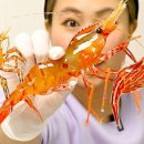 독도마차 이미지