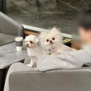 인천 히비파크 애견카페 잔디 깔린 애견운동장 방문 후기