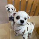 좋은소리유치원 | 광주 애견유치원 멍테소리 이용 후기, 하루가 즐거워지는 곳