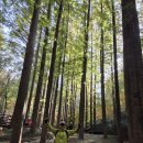 행복한 소풍 야영장 | (251106)경수산악회 대전 장태산 자연휴양림/이국적인 메타세콰이어숲길 트레킹