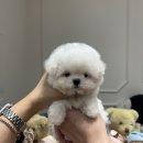 럽댕 강아지분양 이미지