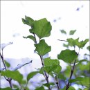 나비부화장 이미지