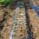 청평꼬꼬닭갈비 | 청평 춘천꼬꼬 닭갈비 텃밭입니다^^