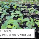 선택적 암세포 치료, 아세토제닌 "포포나무" 파종 102일차 이미지