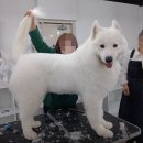 세종애견미용 이미지