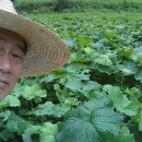 명개리(간이) 이미지