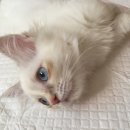 개냥아치 이미지