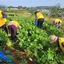 청춘농장 이미지