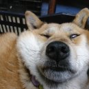 사연농장 이미지