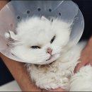 보담동물의료센터 이미지