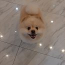 프로펫 애견샵 | 진해 프로펫샵 애견미용추천 :)
