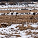 대위리-양지리 이미지