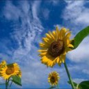 해바라기 이미지