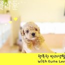 은아 펫 타운 이미지