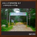 수령 520년 울진 소광리 금강소나무, 울진 금강소나무생태경영림 소광리금강소나무숲
