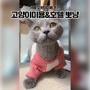 아이캣 고양이미용 호텔 | 도봉구 노원 고양이무마취미용ㅣ스트레스 적은 30분 미용 &amp; 고양이호텔 뽀냥 후기