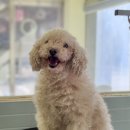 포테이토 독 이미지