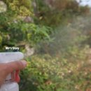 엠블레포 이미지