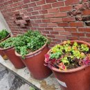 힐링 꽃꽃이 이미지