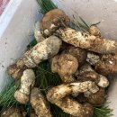 단양 마중 이미지