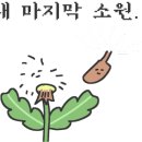 폭스브롯 이미지