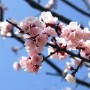 살구꽃공원 이미지